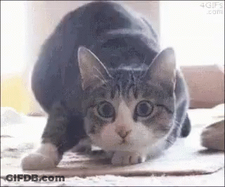 A Cat Is Stretching Its Legs On A Cardboard Box On The Floor . GIF