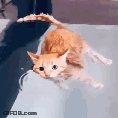 A Cat Is Swimming In A Bathtub With A Person Holding Its Tail . GIF