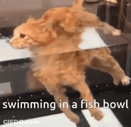 A Cat Is Swimming In A Fish Bowl With The Caption Swimming In A Fish Bowl GIF