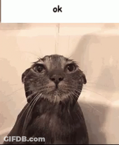 A Cat Is Taking A Bath In A Bathtub And Looking At The Camera . GIF