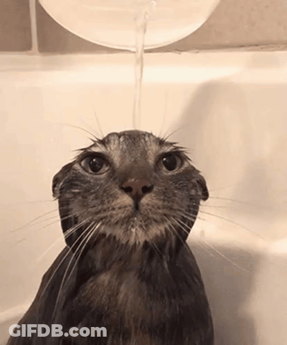 A Cat Is Taking A Bath In A Bathtub And Water Is Being Poured On It GIF