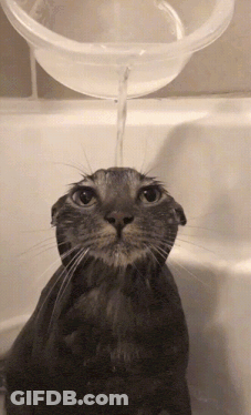A Cat Is Taking A Bath In A Bathtub And Water Is Being Poured On Its Head GIF