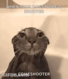 A Cat Is Taking A Bath In A Bathtub With A Caption . GIF