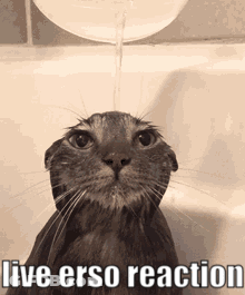 A Cat Is Taking A Bath In A Bathtub With Water Pouring On It . GIF
