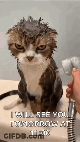 A Cat Is Taking A Bath In A Sink And A Person Is Holding A Shower Head Over It . GIF