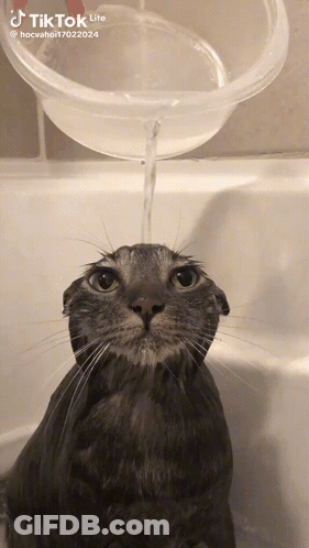 A Cat Is Taking A Bath In A Tub With Water Being Poured Into It 'S Face GIF