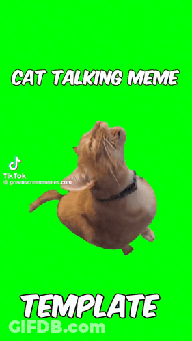A Cat Is Talking On A Green Screen With A Template Below It GIF