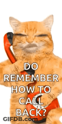 A Cat Is Talking On A Red Telephone . GIF
