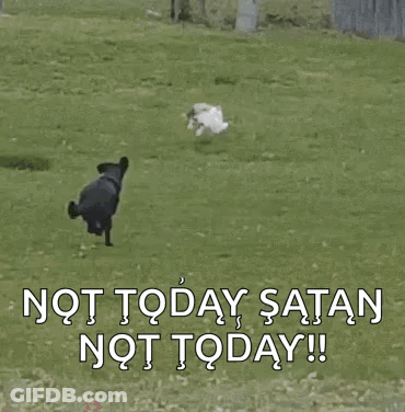 A Cat Is Walking Across A Wooden Fence With The Words Not Today Satan Not Today Written On It . GIF