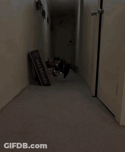 A Cat Is Walking Down A Hallway Next To A Box That Says Bel-Bellew GIF