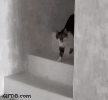 A Cat Is Walking Down A Set Of White Stairs . GIF