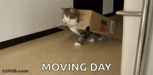 A Cat Is Walking In A Cardboard Box . GIF