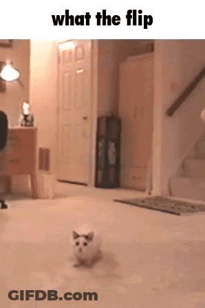 A Cat Is Walking In A Hallway With The Words What The Flip Above It GIF