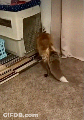 A Cat Is Walking In A Room Next To A Cage GIF