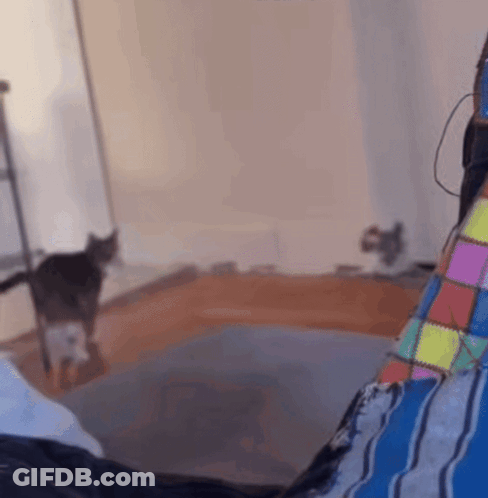 A Cat Is Walking In A Room Next To A Person Laying On A Bed GIF