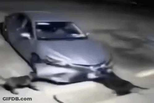 A Cat Is Walking In Front Of A Car That Has Been Damaged In A Car Accident . GIF
