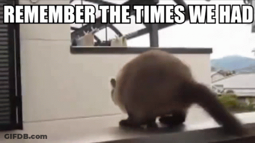 A Cat Is Walking On A Balcony With The Words `` Remember The Times We Had '' Written On It . GIF