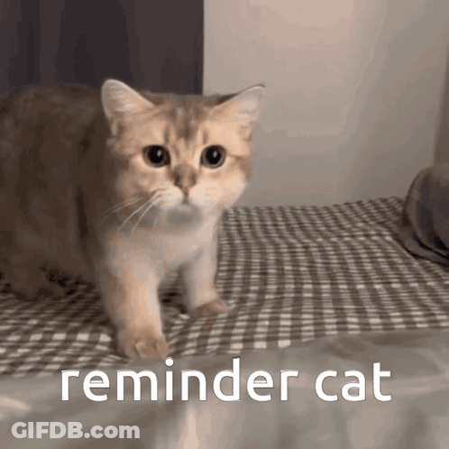 A Cat Is Walking On A Bed With The Words Reminder Cat Written Below It GIF