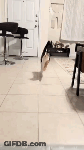 A Cat Is Walking On A Leash In A Living Room Next To A Ruler . GIF