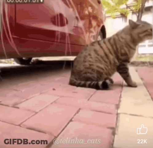 A Cat Is Walking On A Sidewalk Next To A Red Car .. GIF
