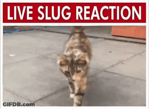 A Cat Is Walking On A Sidewalk Under A Sign That Says " Live Slug Reaction " GIF