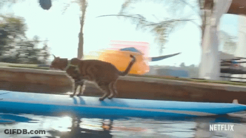 A Cat Is Walking On A Surfboard In The Water With A Netflix Logo In The Corner GIF