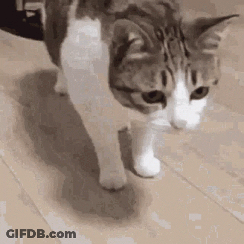A Cat Is Walking On A Wooden Floor And Looking At Something . GIF