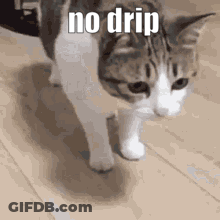 A Cat Is Walking On A Wooden Floor And Says No Drip . GIF