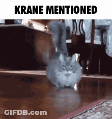 A Cat Is Walking On A Wooden Floor In A Living Room With The Words Krane Mentioned Above It . GIF
