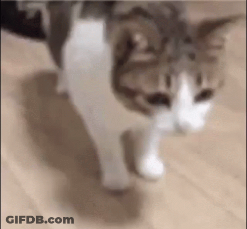 A Cat Is Walking On A Wooden Floor In A Room . GIF