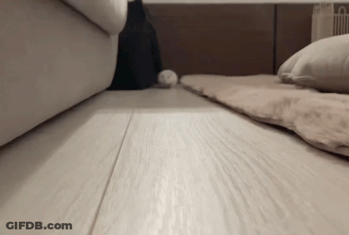 A Cat Is Walking On A Wooden Floor Next To A Couch And A Bed . GIF