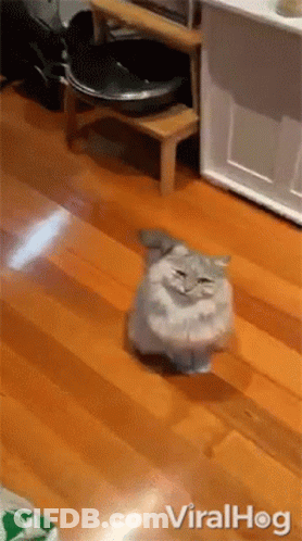 A Cat Is Walking On A Wooden Floor Next To A Litter Box GIF