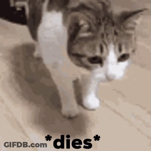 A Cat Is Walking On A Wooden Floor With The Words * Dies * Written In Black GIF