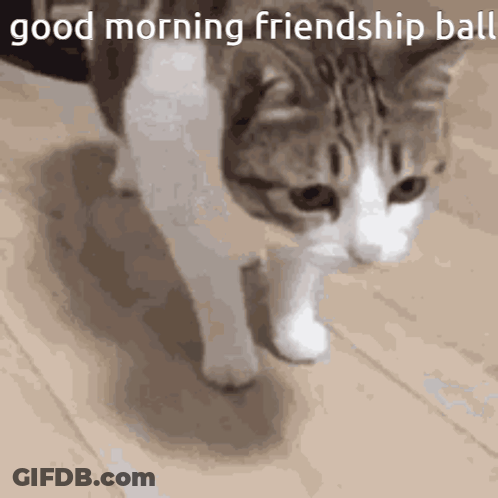 A Cat Is Walking On A Wooden Floor With The Words Good Morning Friendship Ball Above It GIF