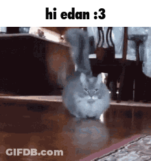 A Cat Is Walking On A Wooden Floor With The Words Hi Edan : 3 Above It . GIF