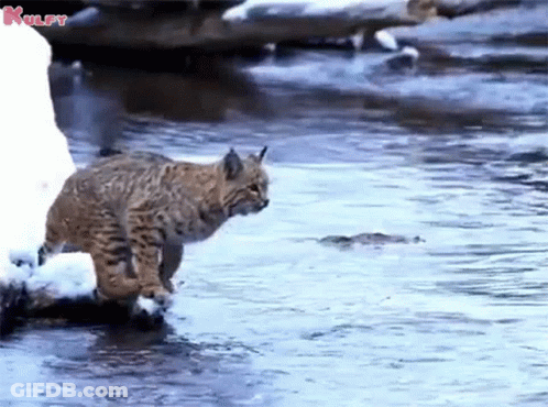 A Cat Is Walking Through A Body Of Water With The Word Kulpy Written On The Bottom GIF