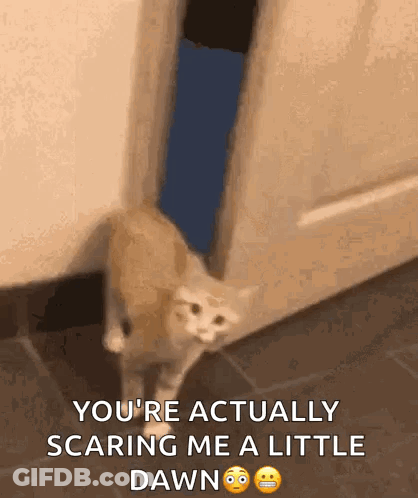 A Cat Is Walking Through A Door With The Words `` You 'Re Actually Scaring Me A Little Dawn '' . GIF