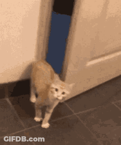 A Cat Is Walking Through A Doorway On A Tile Floor . GIF