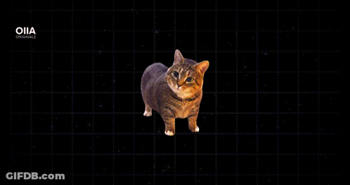 A Cat Is Walking Through A Foggy Forest With The Letters Oiia On The Bottom GIF