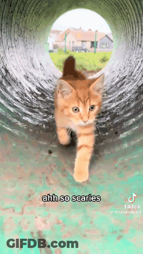 A Cat Is Walking Through A Tunnel With The Words `` Ahh So Scaries '' Written On It . GIF