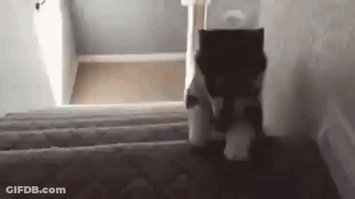 A Cat Is Walking Up A Set Of Stairs In A House . GIF