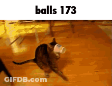 A Cat Is Walking With A Cup In Its Mouth And The Words Balls 173 Are Above It . GIF