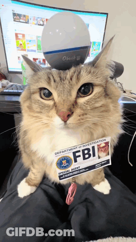 A Cat Is Wearing A Badge That Says Fbi GIF