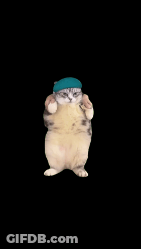 A Cat Is Wearing A Blue Hat And Giving A Thumbs Up Sign GIF