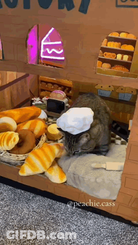 A Cat Is Wearing A Chef 'S Hat In A Cardboard Box GIF