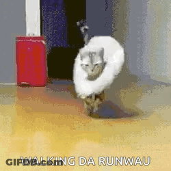 A Cat Is Wearing A Cone On Its Head And Walking On A Runway . GIF