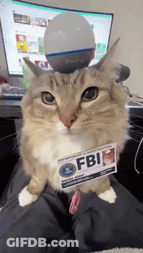 A Cat Is Wearing A Fbi Badge And Sitting On Someone 'S Lap GIF
