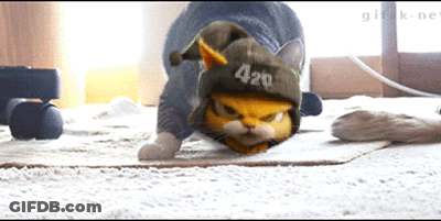 A Cat Is Wearing A Hat That Says 420 On It GIF