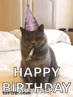 A Cat Is Wearing A Party Hat And Smoking A Cigarette . GIF