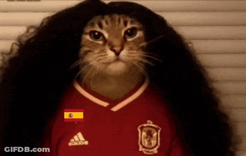 A Cat Is Wearing A Red Adidas Shirt GIF
